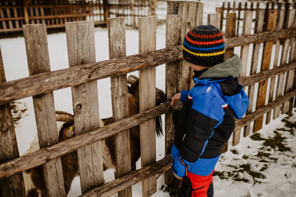 Kind füttert Ziege im Winter