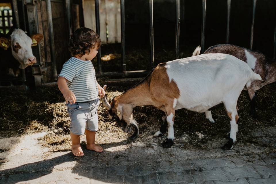 Wessner Hof Kinder Ziegen