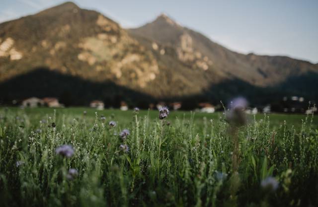 Blumenwiese im Chiemgau