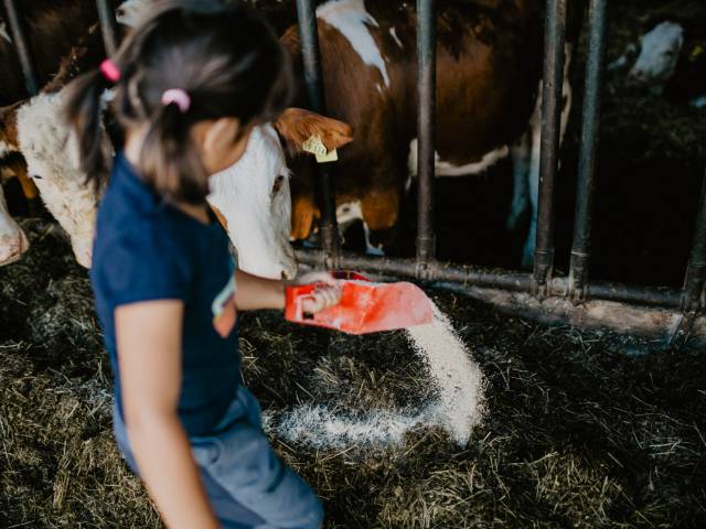 Kind hilft bei Tierfütterung der Kühe