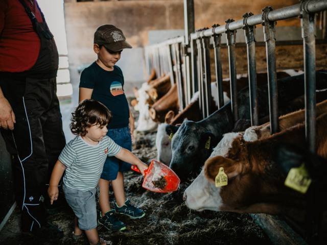 Kinder bei Fütterung der Kühe im Stall vom Weßnerhof nahe Chiemsee