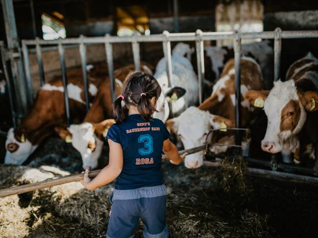Mädchen hilft mit beim Kühe füttern im Stall