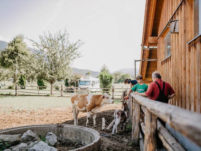Kühe und Ziegen im Außengehege am Weßnerhof im Chiemgau
