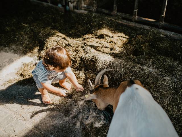 Kind spielt und füttert Ziege im Stall