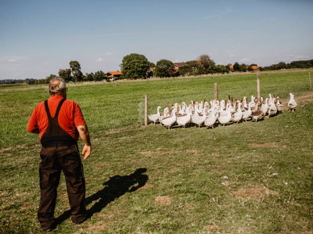 Hofbetreiber treibt die Gänse im Freilauf beisammen